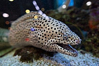 R星正努力将《GTA6》打造成史上最伟大娱乐作品